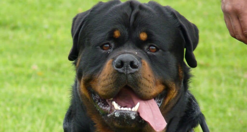 Powerful Deterrent Solutions Using Security Dog Services Cardiff