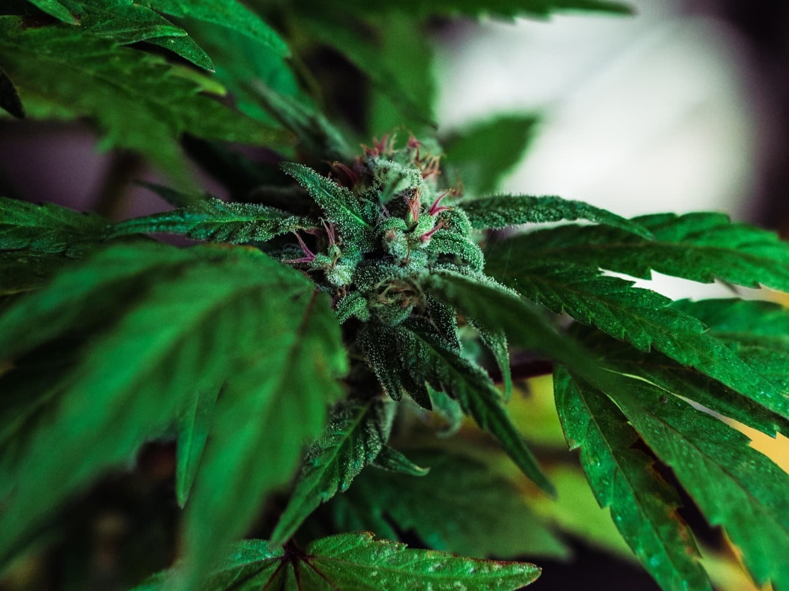 Asociaciones Cannabicas Madrid | Trusted Insights by Clubs Cannabis Madrid