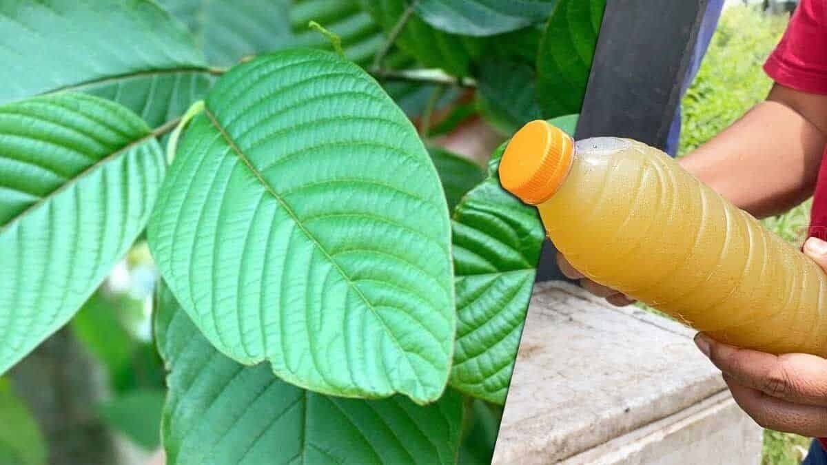 รีวิวประสบการณ์ซื้อสินค้าจากร้านขายกระท่อมหลายแห่ง